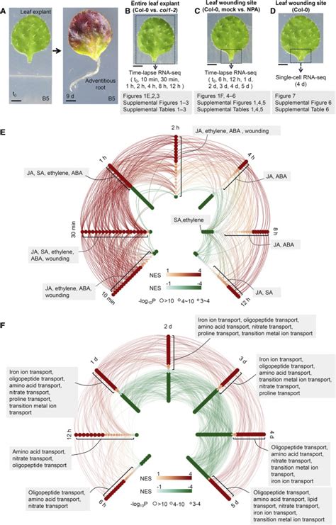 Cell Press On Twitter Plant Communications Highlight Transcriptional