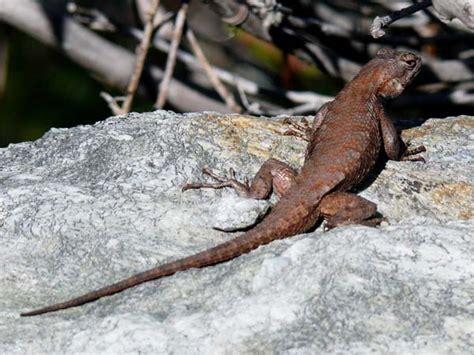 Eastern Fence Lizard Sceloporus Undulatus Reptile