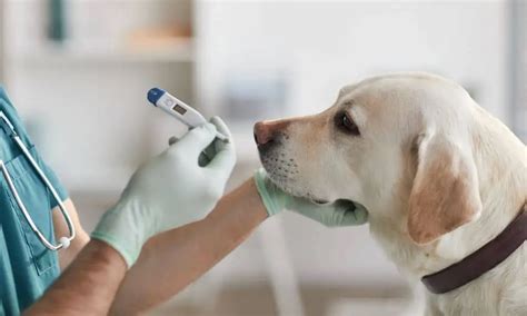 Borreliose beim Hund 5 häufige Symptome Anzeichen