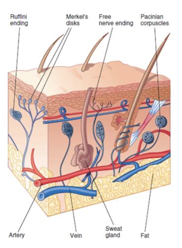 Somatosensory System Flashcards Quizlet