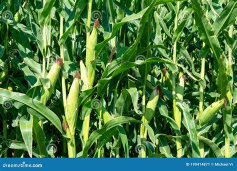 Close Up Green Corn Stalks With Ears And Leaves Stock Image Image Of United Season 199414871