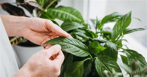 Co Zrobi Kiedy Skrzyd Okwiat Nie Kwitnie Kobieta W Interia Pl