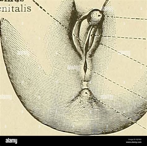 Rio Jewel Cloaca Anatomy