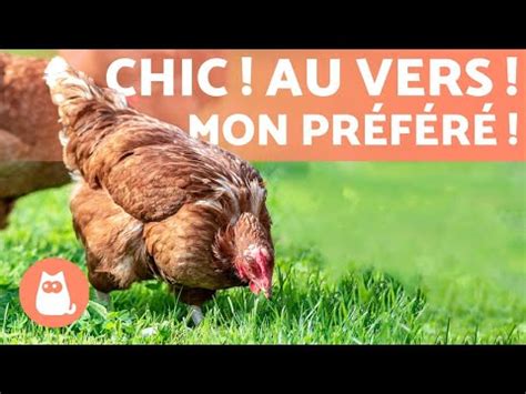 Peut on donner du pain aux poules tous les jours VIDÉO