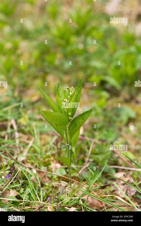 Dogs Mercury Mercurialis Perennis A Common But Unobtrusive Plant Of