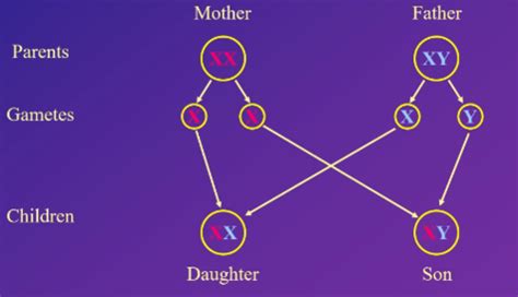 1 Sexual Differentiation Biopsych Flashcards Quizlet