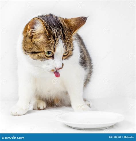 Gato Fome Que Come Da Bacia Do Alimento Foto De Stock Imagem De