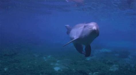 Dolphin GIF - Dolphin - Discover & Share GIFs | Dolphins, Ocean animals, Mammals