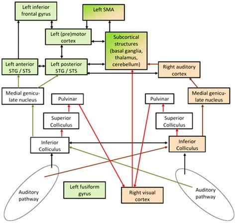 Hypothetical Pathways Of Speech Perception The Phonological Network