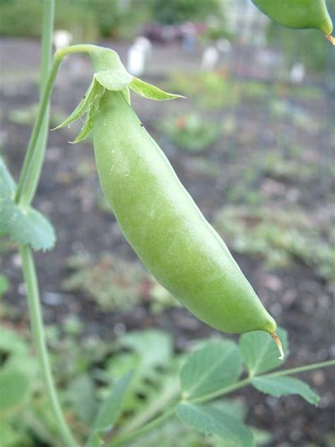 Pisum Sativum Garden Pea Go Botany