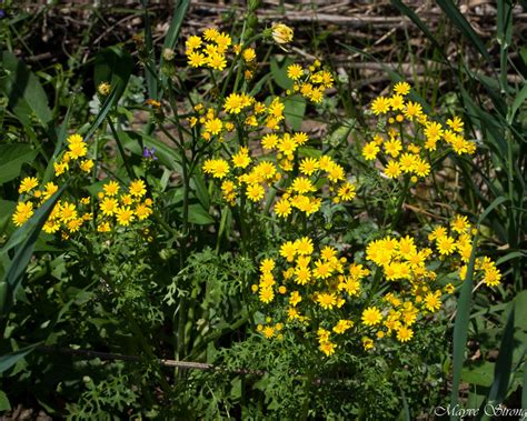 American Groundsels And Ragworts From The Colony TX USA On April 30