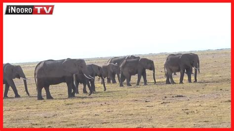 Andũ atano kũragwo nĩ Njogu rũnyanjara inĩ rwa Amboseli ihinda inĩ rĩa