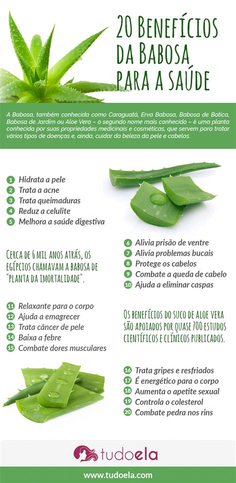 Babosa Aloe Vera conheça 20 benefícios para a saúde