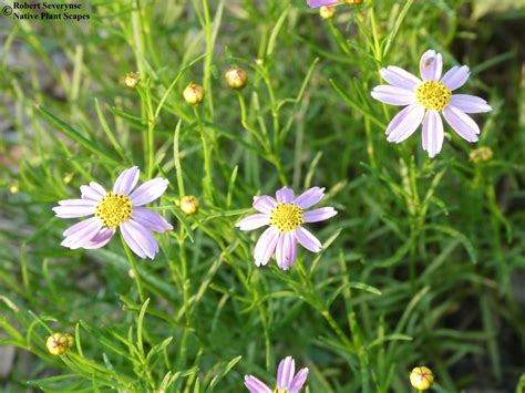Pink Coreopsis - Coreopsis rosea — Native Plant Scapes