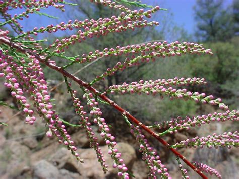 Vascular Plants of the Gila Wilderness-- Tamarix chinensis