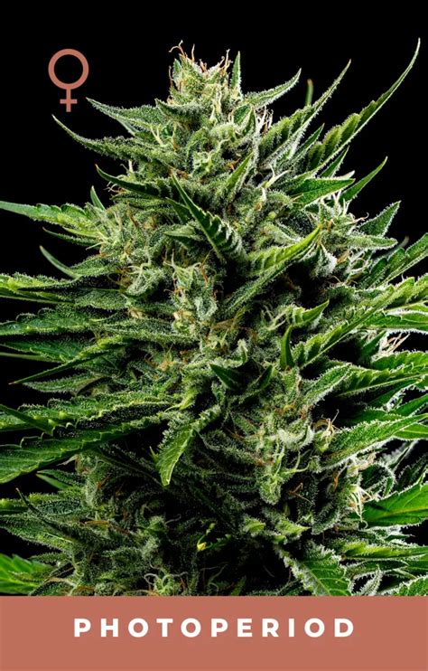 Emerald Fire OG Feminized Seeds Humboldt Seed Company