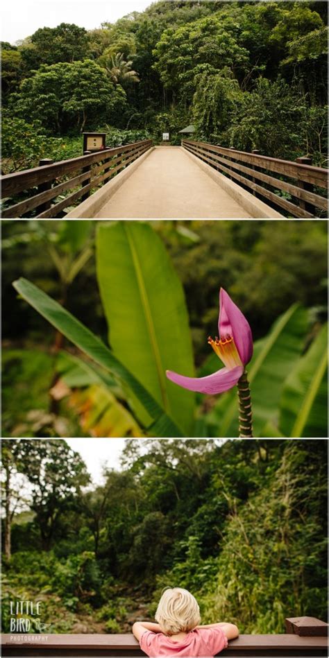 Waimea Valley Waterfall Hike for Families | An Easy Jungle Trek