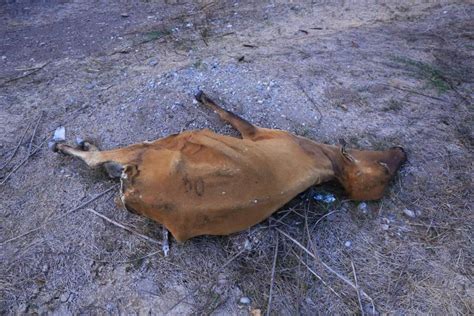 Sequías Dejan Más De Mil Vacas Muertas En Olanchito Fotos