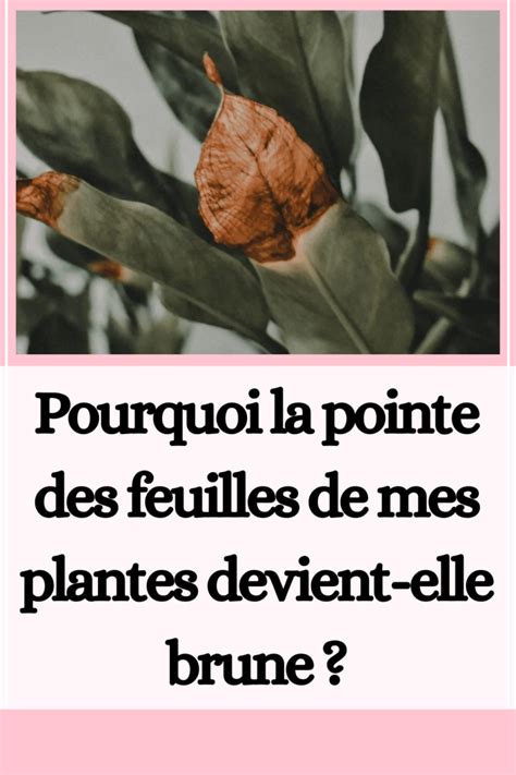 Pourquoi La Pointe Des Feuilles De Mes Plantes Devient Elle Brune Et