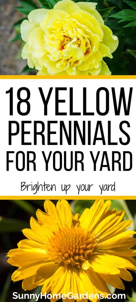 18 Beautiful Yellow Perennials To Brighten Your Yard Sunny Home Gardens