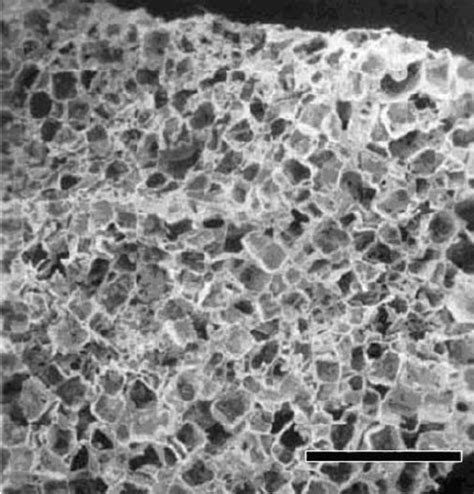 Sem Image Of A Porous Plga Scaffold The Porosity Is As High As 88 7 Download Scientific