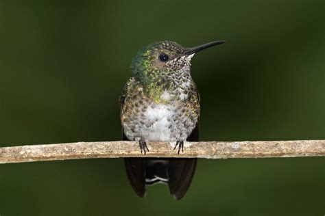 White Necked Jacobin Florisuga Mellivora Mellivora Femal Flickr