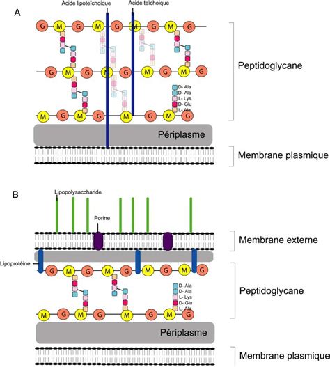 Représentation Simplifiée De La Paroi Des Bactéries à Gram Positif Et à