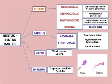 Ppt Morfologi Bakteri Powerpoint Presentation Free Download Id3385844