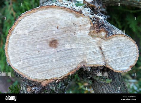 Cross Section Of A Tree Fotos Und Bildmaterial In Hoher Aufl Sung Alamy