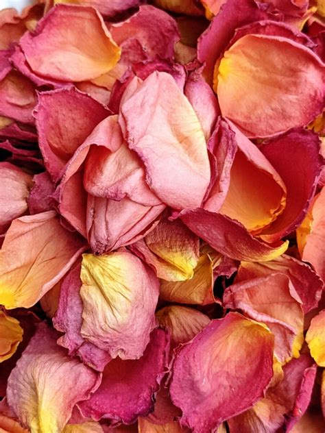 What To Do With Rose Petals Rose Petal Uses Fresh Dried