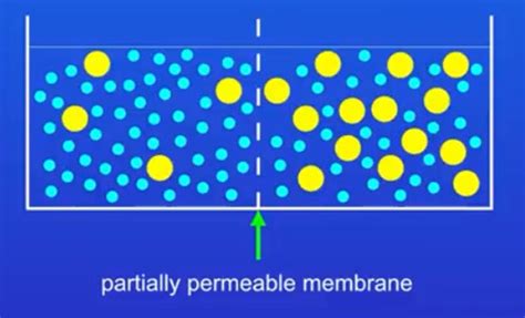 Freesciencelessons Biology Paper Osmosis Required Practical