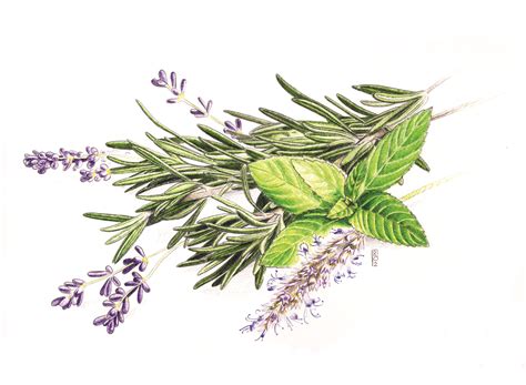 Rosemary Lavender And Peppermint In Graphite And Colored Pencil By