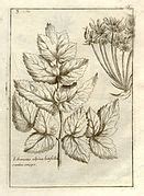 Category:Paolo Boccone - Wikimedia Commons