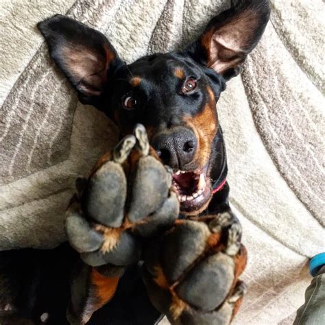 16 Reasons Why Dobermans Are Not So Scary As All Think