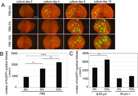 Culture Of P0 Oog1pro3 9 R26 H2B MCherry Mouse Ovaries A Cultured P0