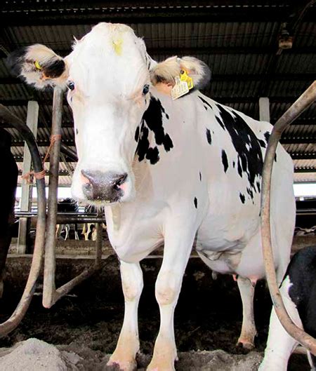 Salud De La Ubre En El Periodo Seco Pasos Para Secar Nuestras Vacas