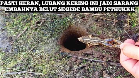 Mancing Belut Purba Kalimantan Dilubang Super Kecil Youtube