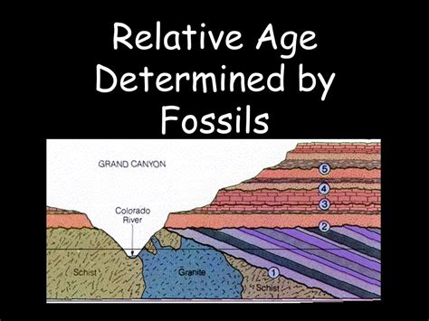 Relative Age Diagram