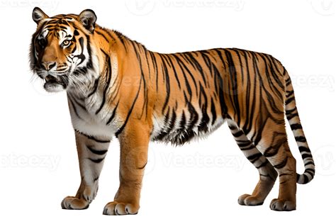 wild tiger side view isolated on transparent background ,tiger cut out ...