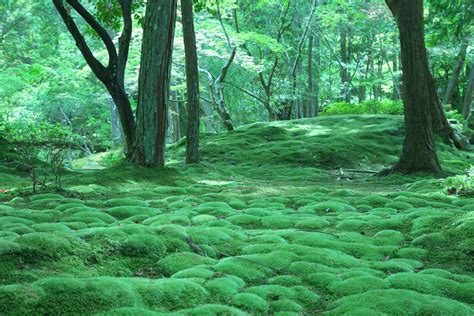 西芳寺京都綠意盎然的苔庭園 Japan Web Magazine