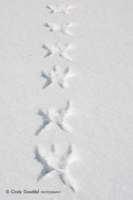 Snow Angel Tracks | Cindy Goeddel Photography, LLC