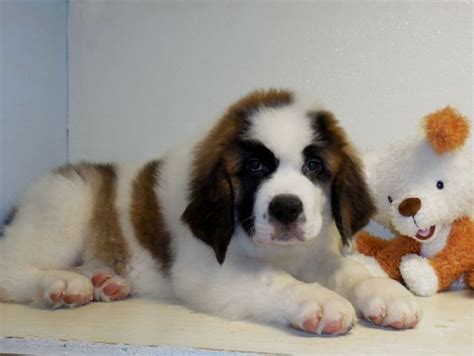 Saint Bernard Male St Bernard Saint Bernard Bernard