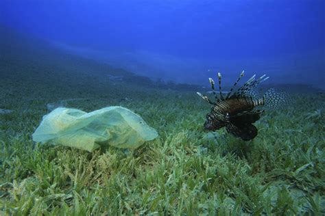 Mehr Plastik Als Fische Im Meer Ursachewirkung