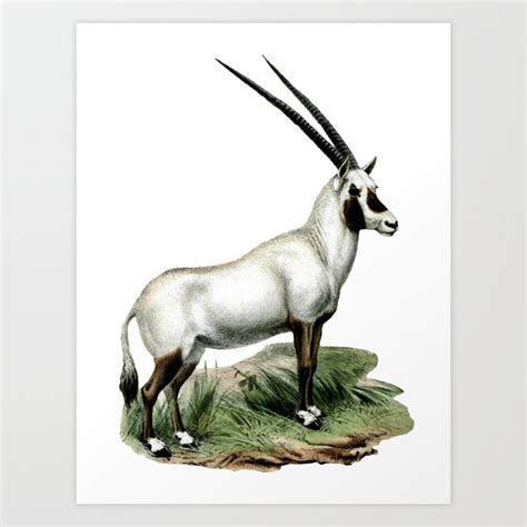 Arabian Oryx Drawing