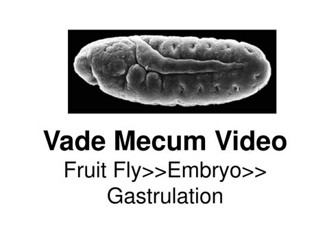 Ppt Bio Embryology Lecture Drosophila Body Plan Powerpoint