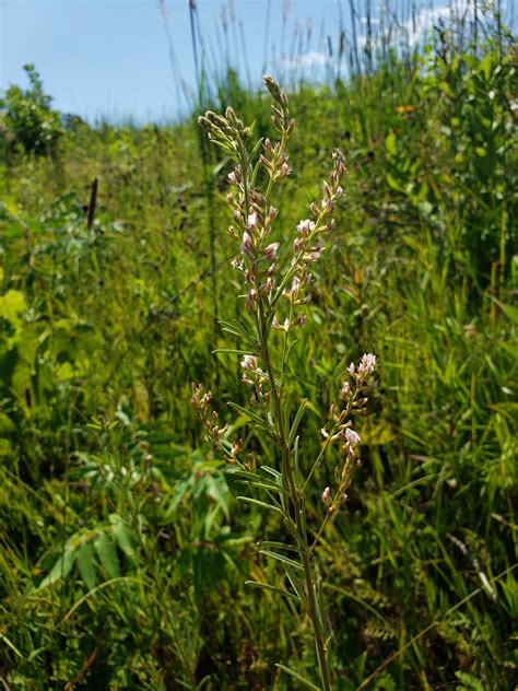 Endangered Prairie Brush Clover on Prairie Enthusiast Property in ...