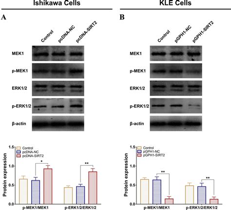 Effect Of SIRT2 On The MEK ERK Pathway In EC Cells The Effect Of SIRT2