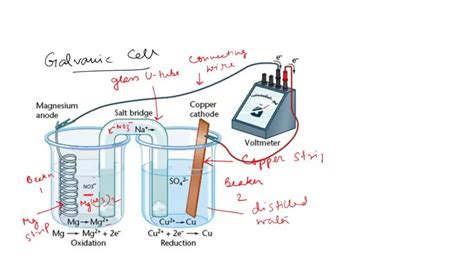 SOLVED 2 Draw A Diagram Of A Voltaic Cell Using Zinc Zinc Ion And