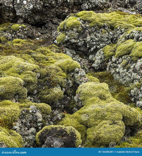 Bright Green Moss And Gray Lichen Covered Basalt Or Volcanic Rock Stock