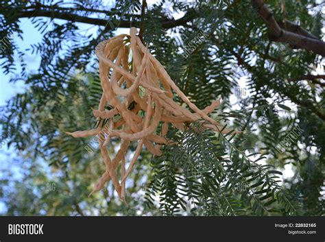 Mesquite Bean Pods Image & Photo (Free Trial) | Bigstock